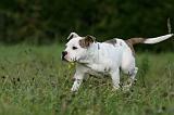 BOULEDOGUE AMERICAIN 373